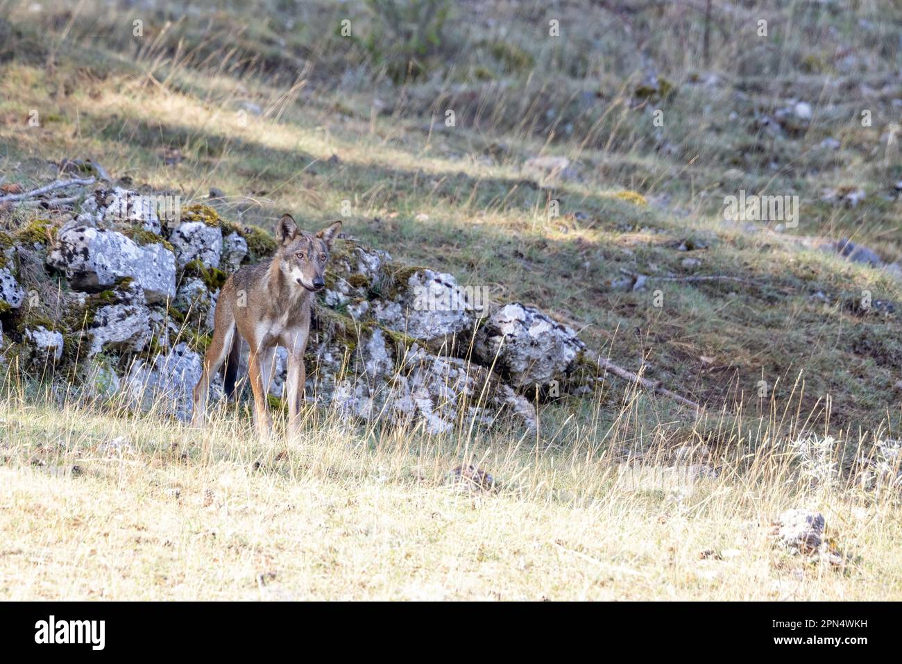 Giovane lupo in Abruzzo, Lazio , Parco Nazionale del Molise. Foto Stock