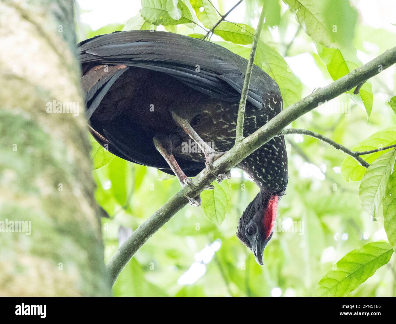 Guan crestato (Penelope purascens) al Parco Nazionale di Corcovado, Penisola di Osa, Costa Rica Foto Stock