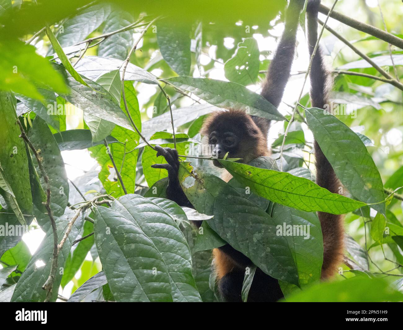 Scimmia ragno di Geoffroy (Ateles geoffroyi) al Parco Nazionale di Corcovado, Penisola di Osa, Costa Rica Foto Stock