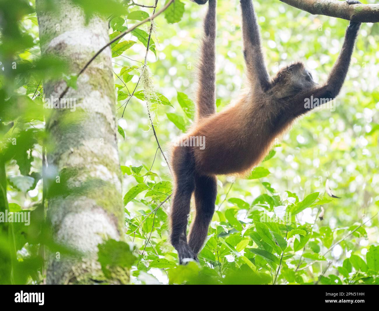 Scimmia ragno di Geoffroy (Ateles geoffroyi) al Parco Nazionale di Corcovado, Penisola di Osa, Costa Rica Foto Stock