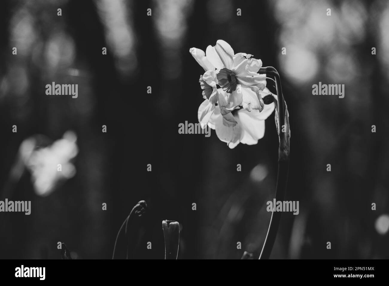 Fiori narcisi in primavera al sole nei parchi della città di Dnipro in Ucraina, in bianco e nero Foto Stock