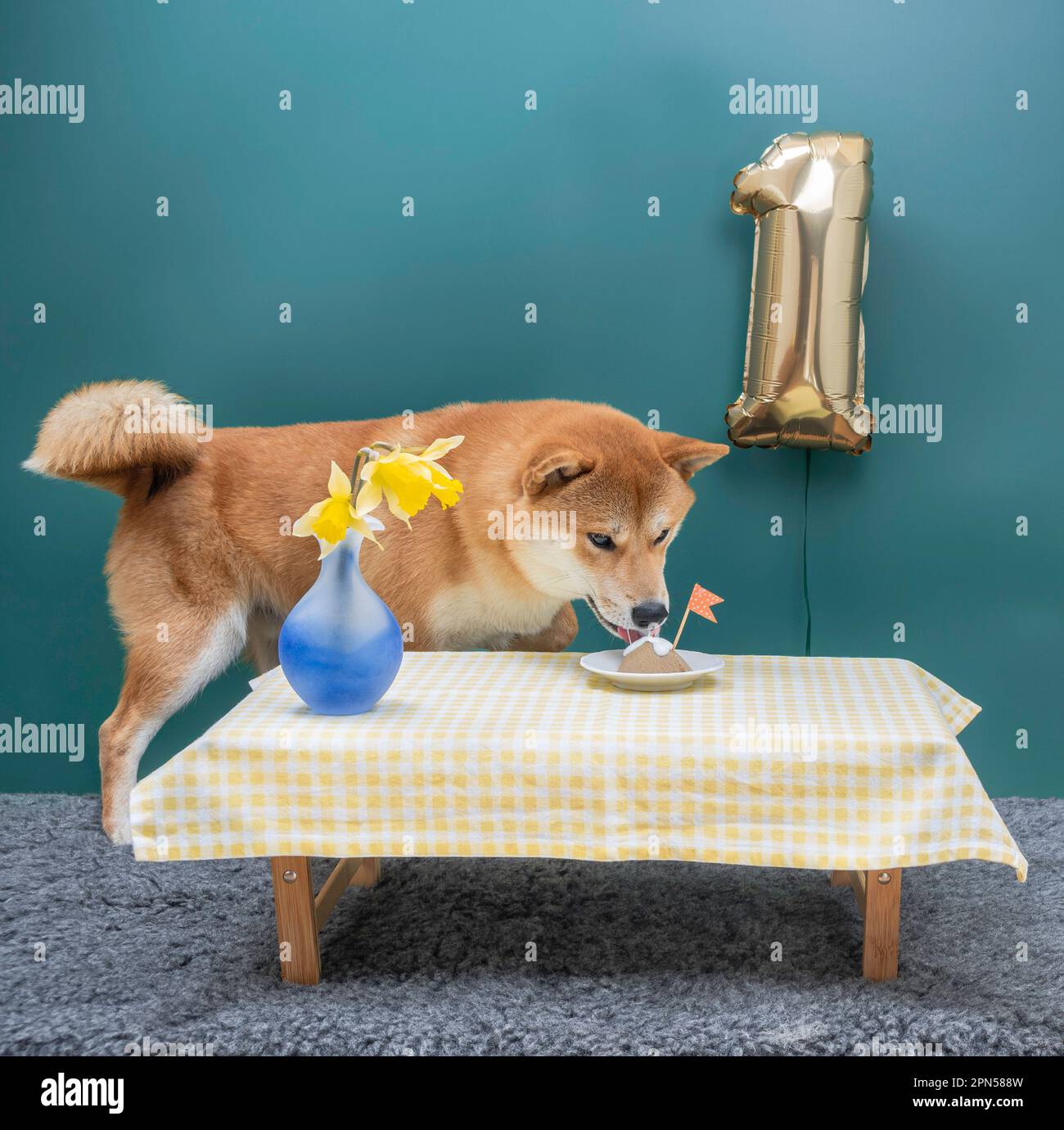 Il cane di 1 anni shiba inu rosso è seduto davanti alla sua torta di compleanno. Foto Stock