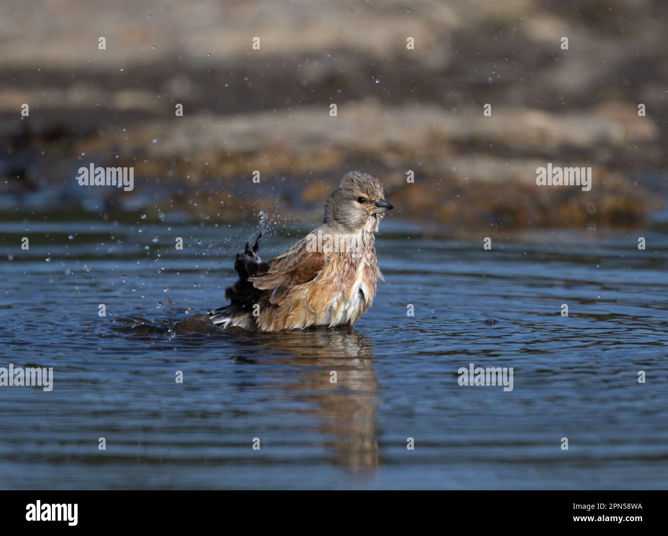 Comune Linnet Carduelis cannabina bagno in una pozza come il clima primaverile si innalza a Nord Norfolk, Regno Unito Foto Stock