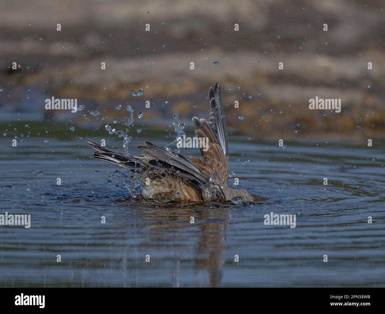 Comune Linnet Carduelis cannabina bagno in una pozza come il clima primaverile si innalza a Nord Norfolk, Regno Unito Foto Stock
