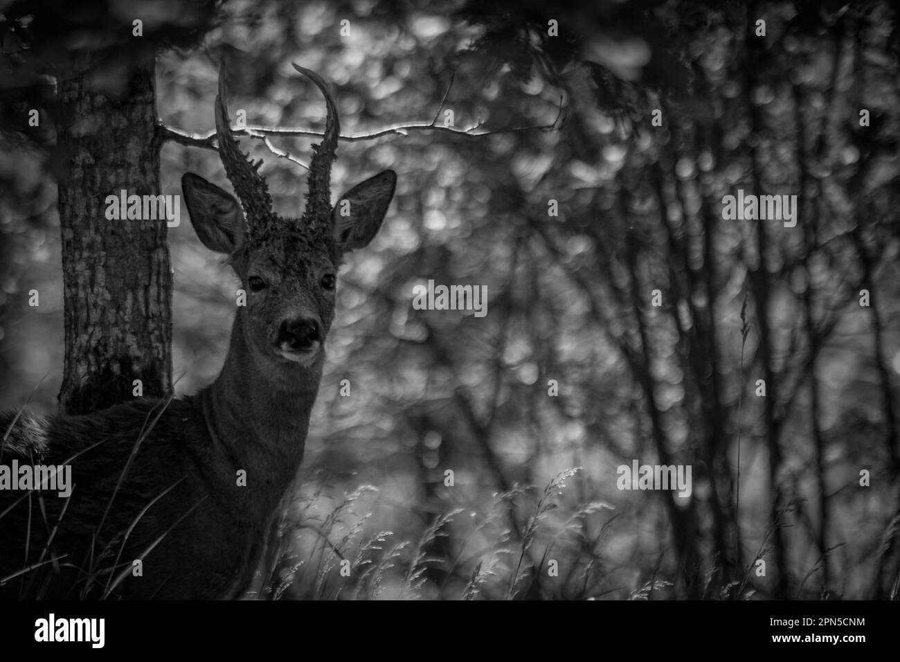 Un ritratto di cervo in piedi nella foresta Foto Stock