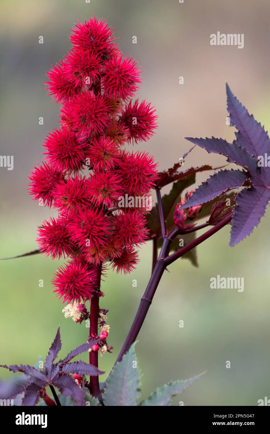 La pianta dell'olio di ricino (Ricinus communis) fiorita a Tenerife Foto Stock