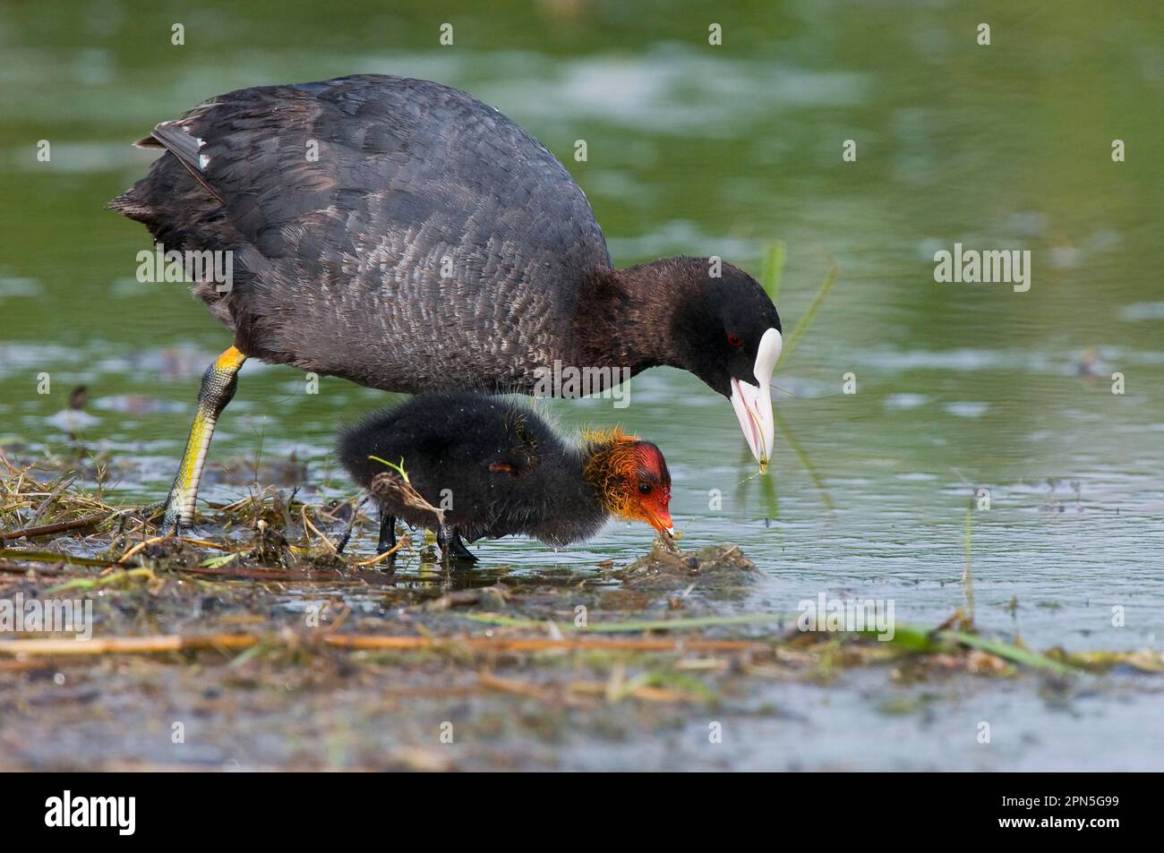 Blaesshuhn, Nero (Fulica atra) Coot Foto Stock