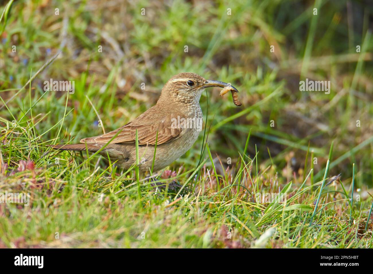 Adulto di Earthcreeper (Upucerthia dumetaria) scaly-throated, nutrendo su grub, Torres del Paine N. P. Patagonia meridionale, Cile Foto Stock