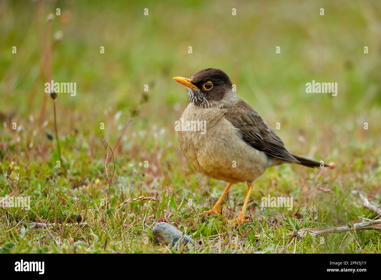 Austral Thrush (Turdus falcklandii magellanicus) adulto, in piedi sul terreno, Torres del Paine N. P. Patagonia meridionale, Cile Foto Stock