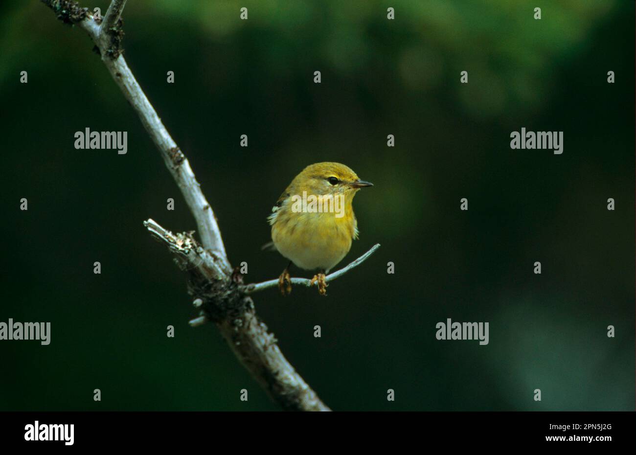 Baybreasted Warbler (Dendrica castanea) arroccato su filiale, Nord-Ovest Canada Foto Stock