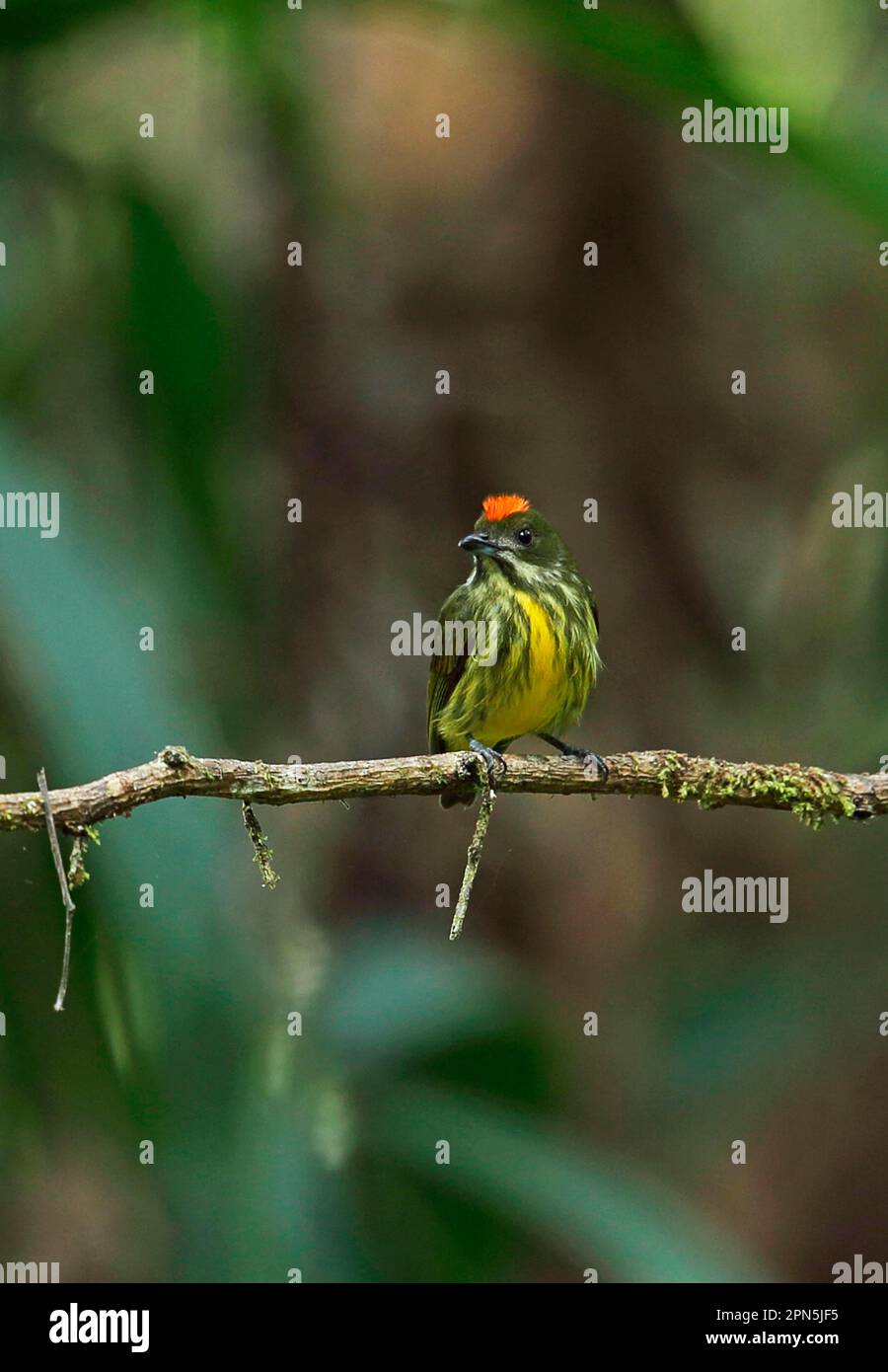 Mangiatore di vischio giallo (Prionochilus maculatus oblitus), adulto, maschio, con cresta rialzata, seduto su un ramo, Taman Negara N. P. Titiwangsa Foto Stock