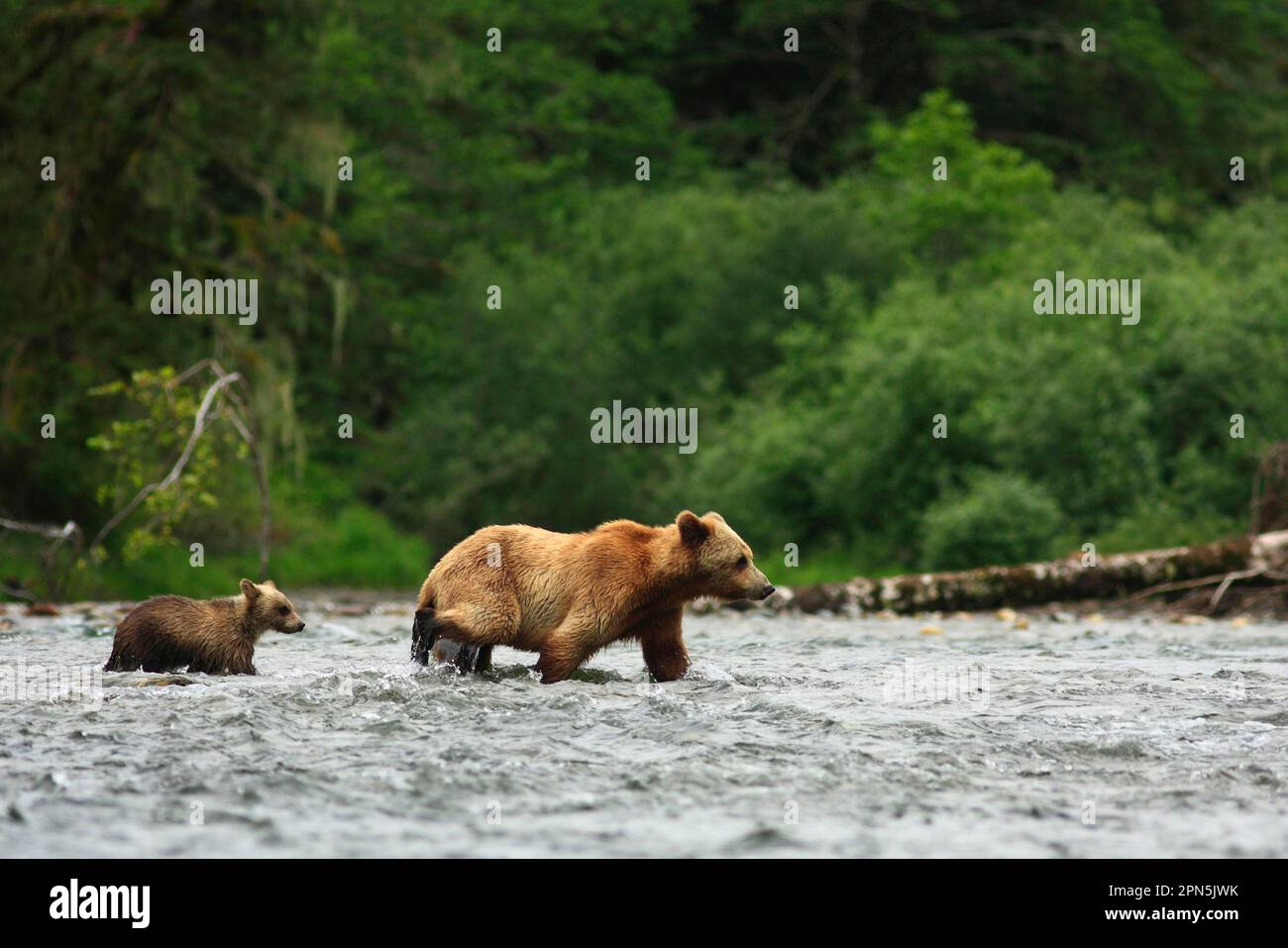 Orso grizzly (Ursus arctos horribilis), adulto femmina e giovane, attraversamento del fiume in foresta pluviale temperata costiera, passaggio interno, montagne costiere Foto Stock