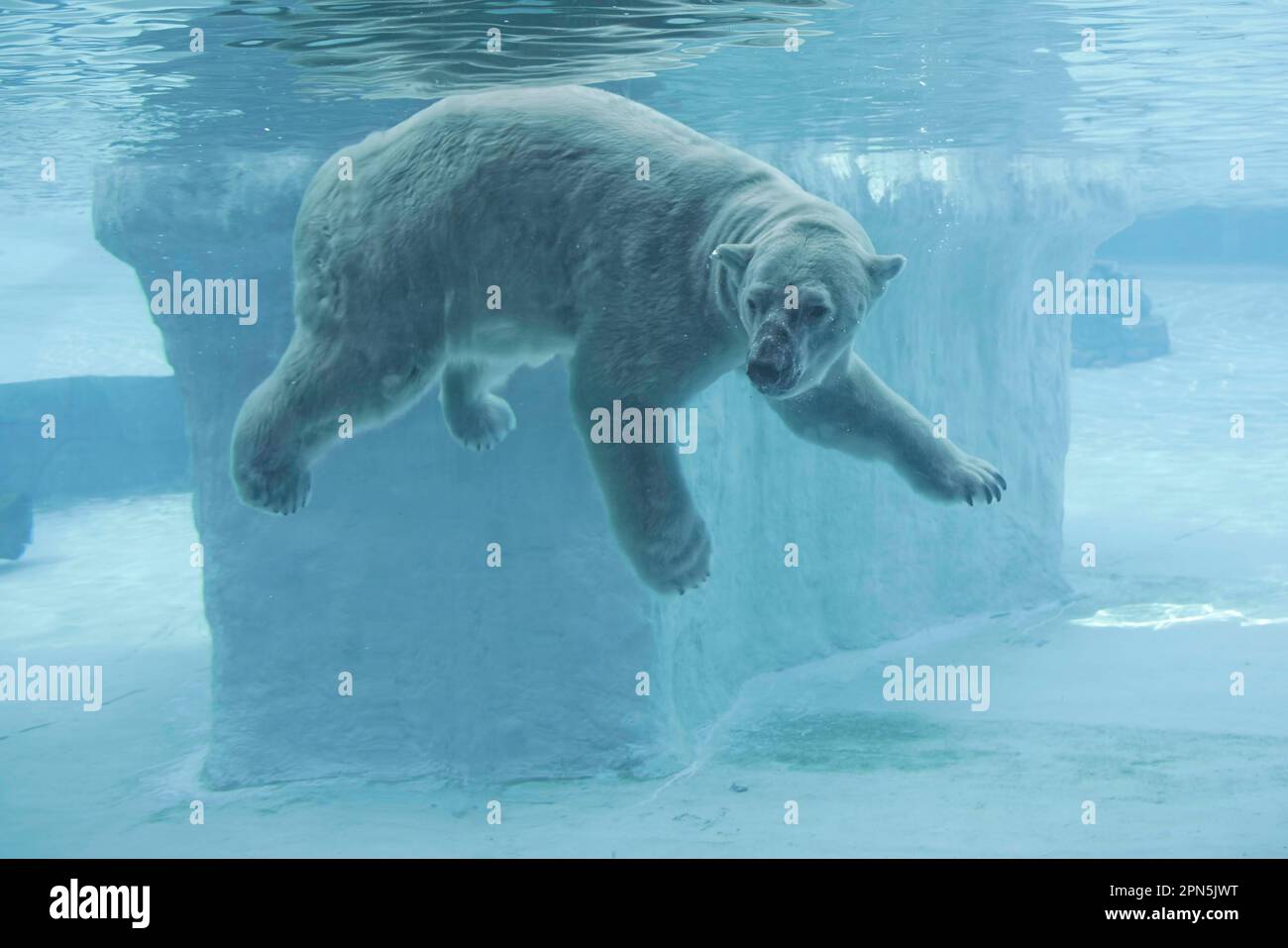 Orso polare, orsi polari (Ursus maritimus) orsi polari, predatori, mammiferi, animali, orso polare adulto, Nuoto sott'acqua, Zoo di Singapore Foto Stock