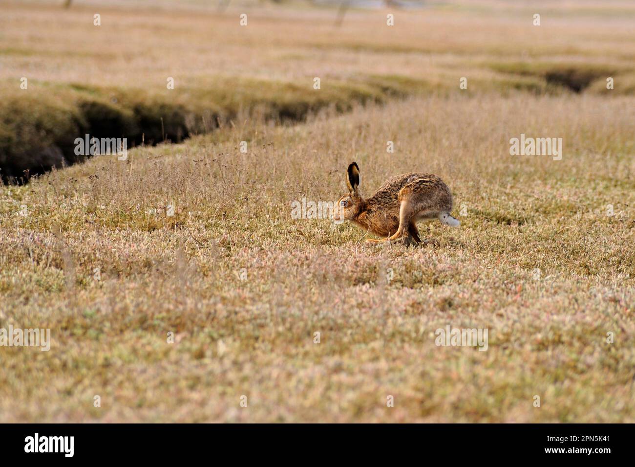 Lepre europea (Lepus europaeus), adulto, che attraversa l'habitat delle saline, la riserva RSPB di Havergate Island, Suffolk, Inghilterra, Regno Unito Foto Stock