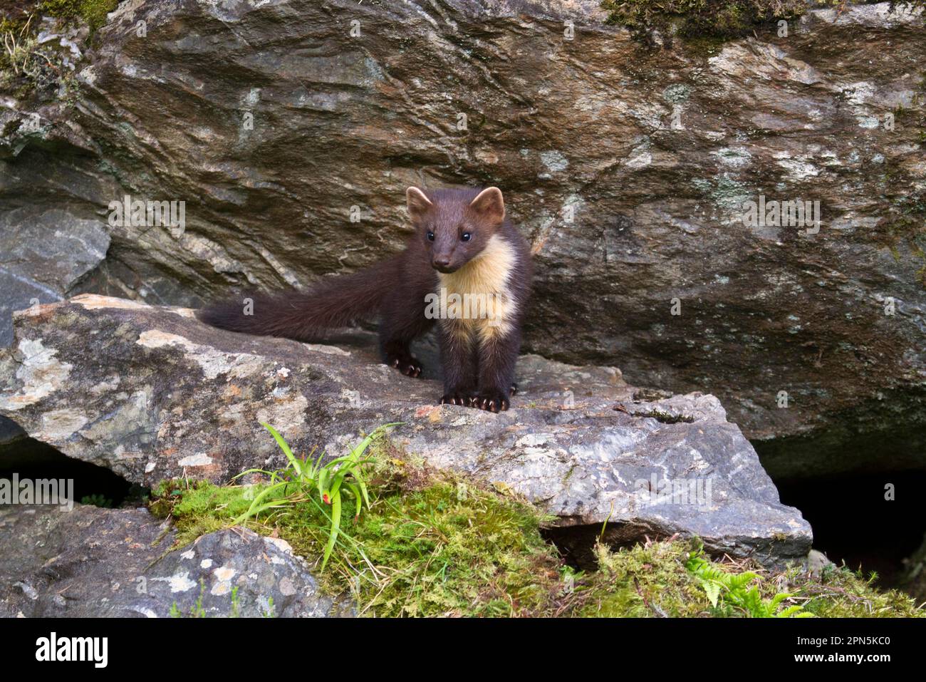 Pino Marten (Martes martes) immaturo, in piedi sulla roccia, Ardnamurchan, Lochaber, Argyll, Highlands, Scozia, Regno Unito Foto Stock