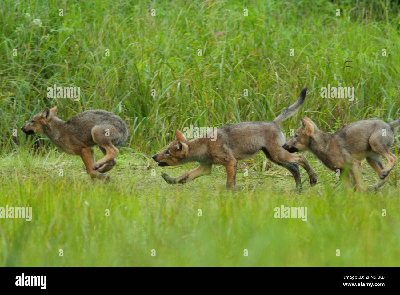 Lupo grigio (Canis lupus) tre cuccioli, caccia e gioco in paludi, foresta pluviale temperata costiera, montagne costiere, Foresta pluviale del Grande Orso Foto Stock