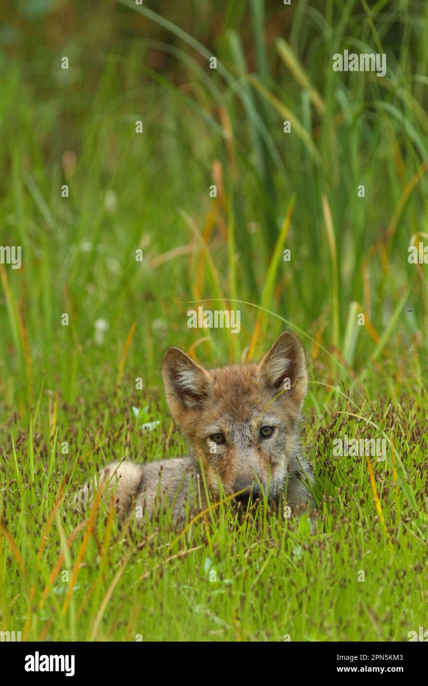 Lupo grigio (Canis lupus), riposante in paludi, foresta pluviale temperata costiera, montagne costiere, Foresta pluviale del Grande Orso, Columbia Britannica Foto Stock