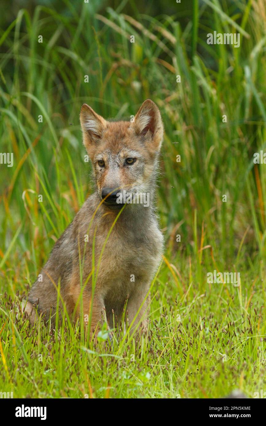 Lupo grigio (Canis lupus) cucciolo, seduto in paludi, foresta pluviale temperata costiera, montagne costiere, Foresta pluviale del Grande Orso, Columbia Britannica Foto Stock