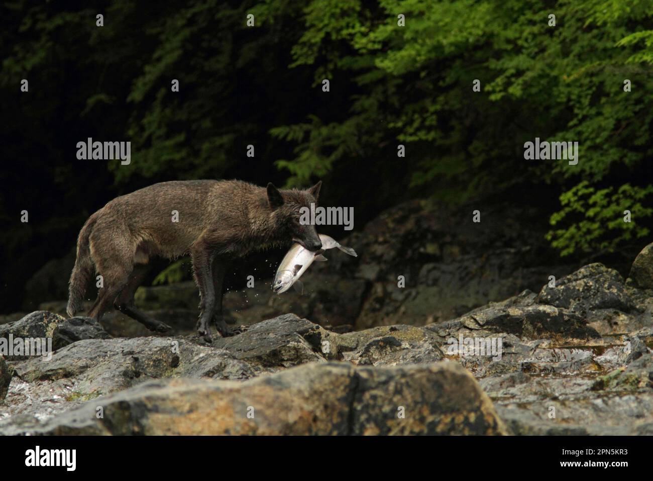 Lupo grigio (Canis lupus) morfo scuro, adulto, nutrirsi di salmone Coho (Oncorhynchus kisutch) nel fiume, nella foresta pluviale temperata costiera, Coast Mountains Foto Stock