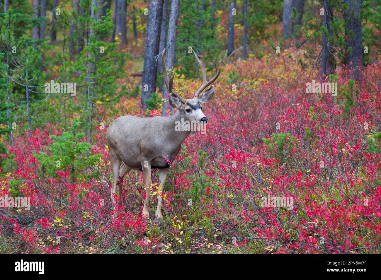Capriolo mulo (Odocoileo hemionus), capriolo mulo, Cervo dalle orecchie grandi, Cervo dalle orecchie grandi, Cervo, Ungulati, Paarhufer, mammiferi, animali, Mule Deer buck, in piedi Foto Stock