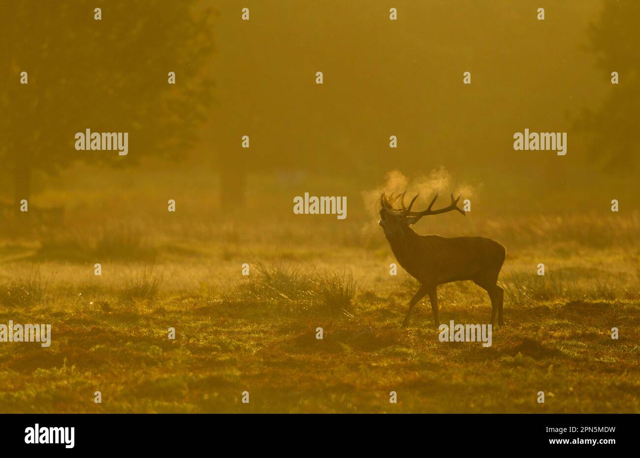 Cervo rosso (Cervus elaphus), stag, ruggito durante il soldo, con respiro condensante all'alba, Bradgate Park, Leicestershire, Inghilterra, Regno Unito Foto Stock