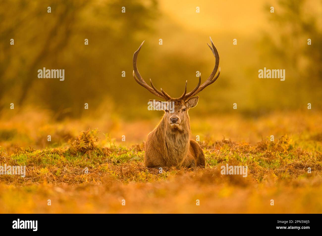 Cervo rosso (Cervus elaphus), stag maturo, riposante sul terreno al crepuscolo, durante la stagione di rutting, Bradgate Park, Leicestershire, Inghilterra, Regno Unito Foto Stock