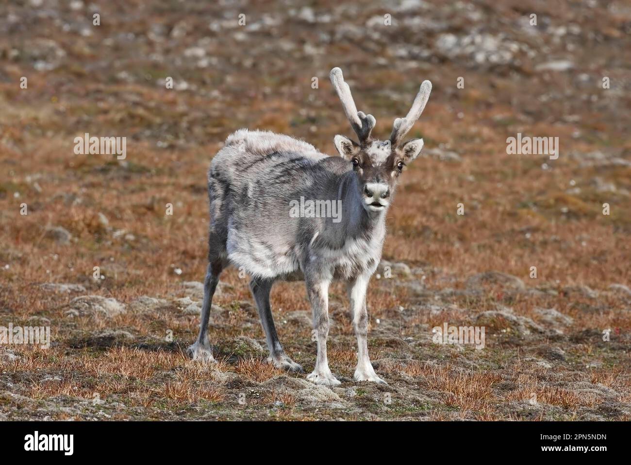 Spitzbergenren, Spitzbergenrene, renne, renne di svalbard (Rangifer tarandus platyrhynchus), cervi, ungulati, mammiferi, animali, Renne adulto Foto Stock