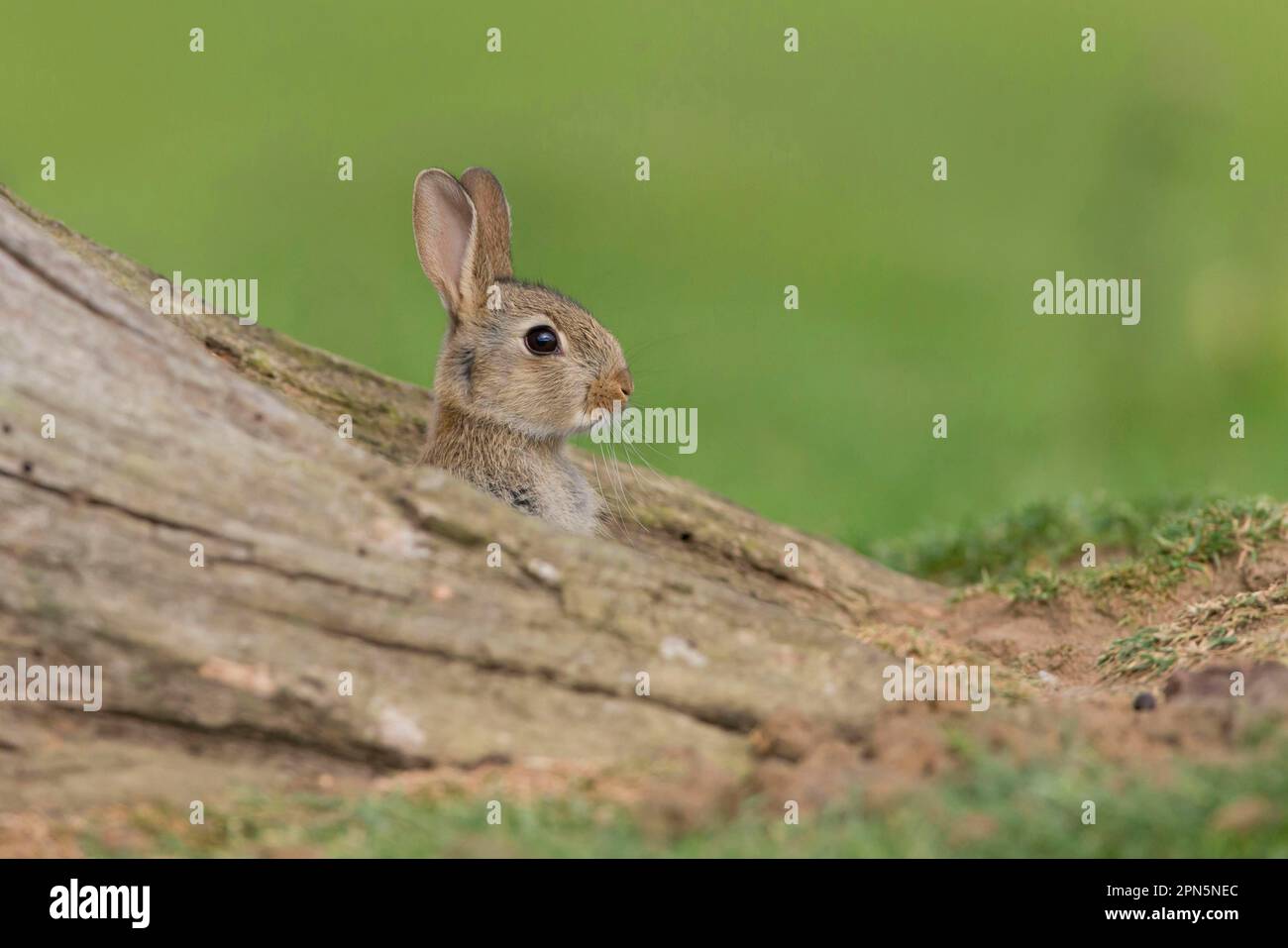 Coniglio europeo (Oryctolagus cuniculus) giovane, che guarda fuori da un burrow tra le radici degli alberi, Suffolk, Inghilterra, Regno Unito Foto Stock