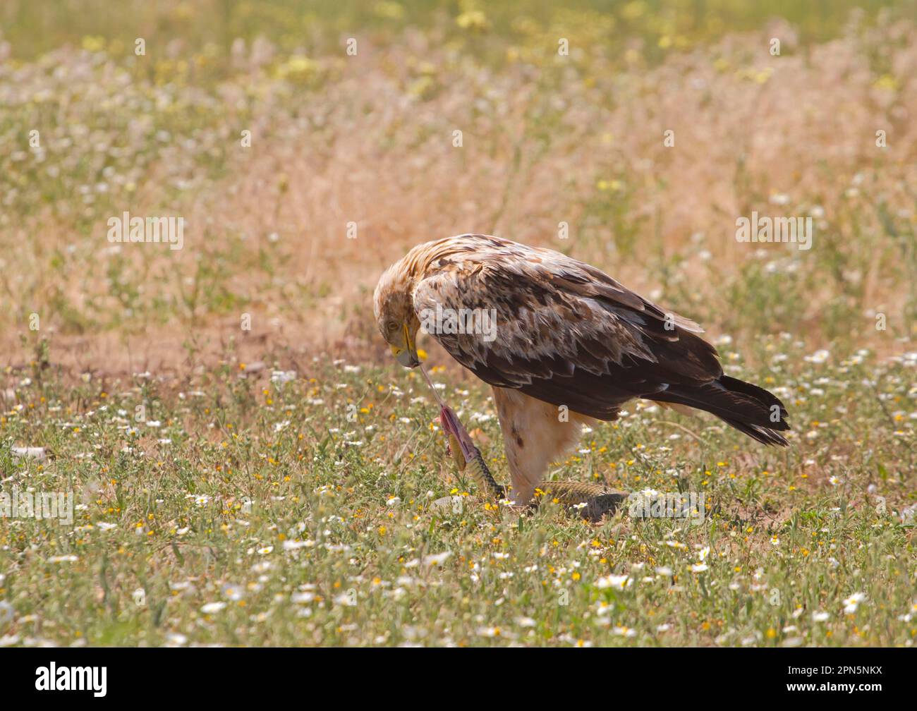Aquila Imperiale spagnola (Aquila adalberti) immatura, terzo anno di piumaggio, si nutre del serpente di Montpellier (Malpolon monspessulanus) preda, in piedi Foto Stock