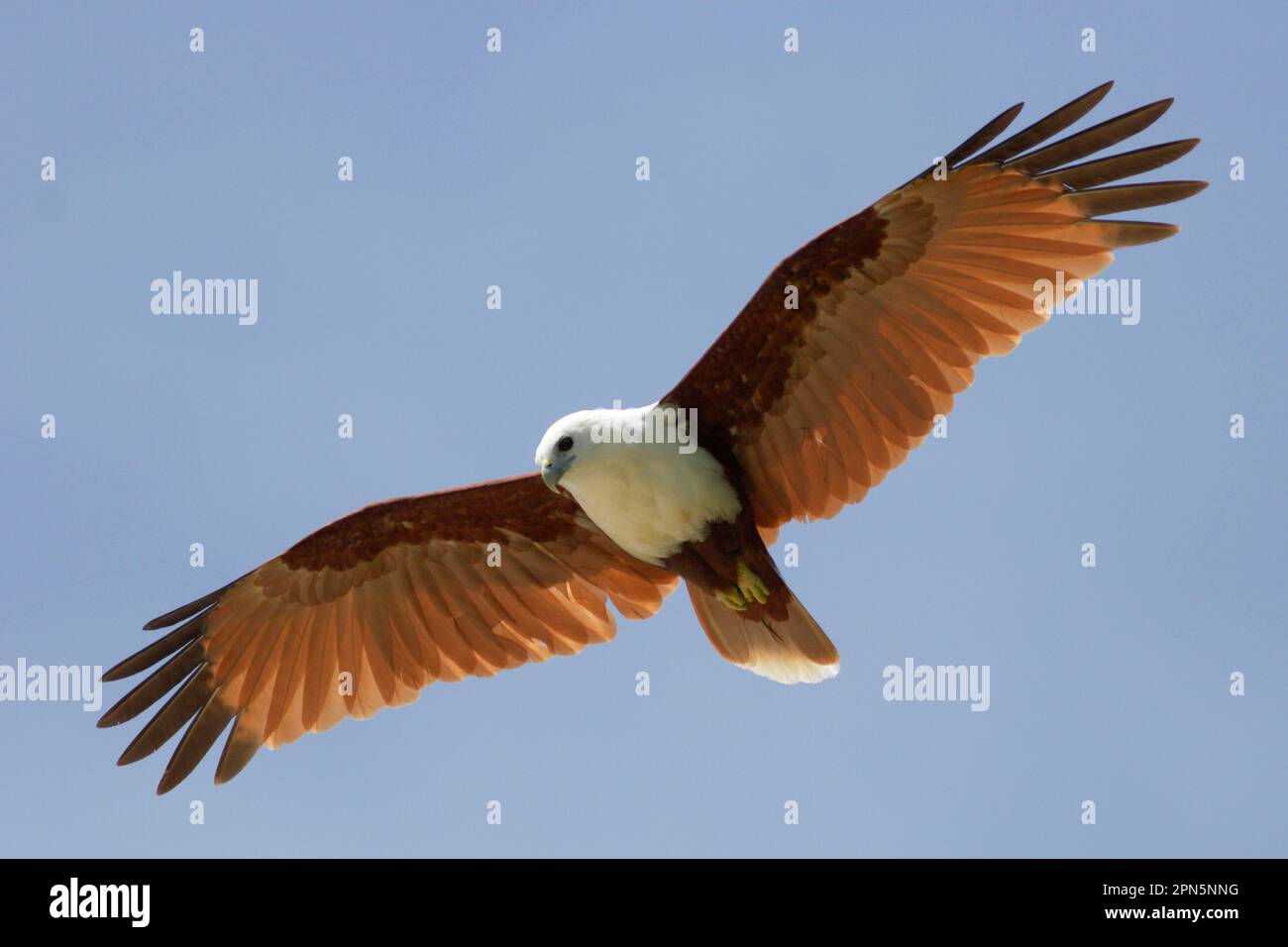 Brahminy Kite (Haliastur indus girrenera) adulto, in volo, Kimbe, Provincia della Nuova Gran Bretagna Occidentale, Nuova Gran Bretagna, Arcipelago di Bismarck, Papua Nuova Guinea Foto Stock