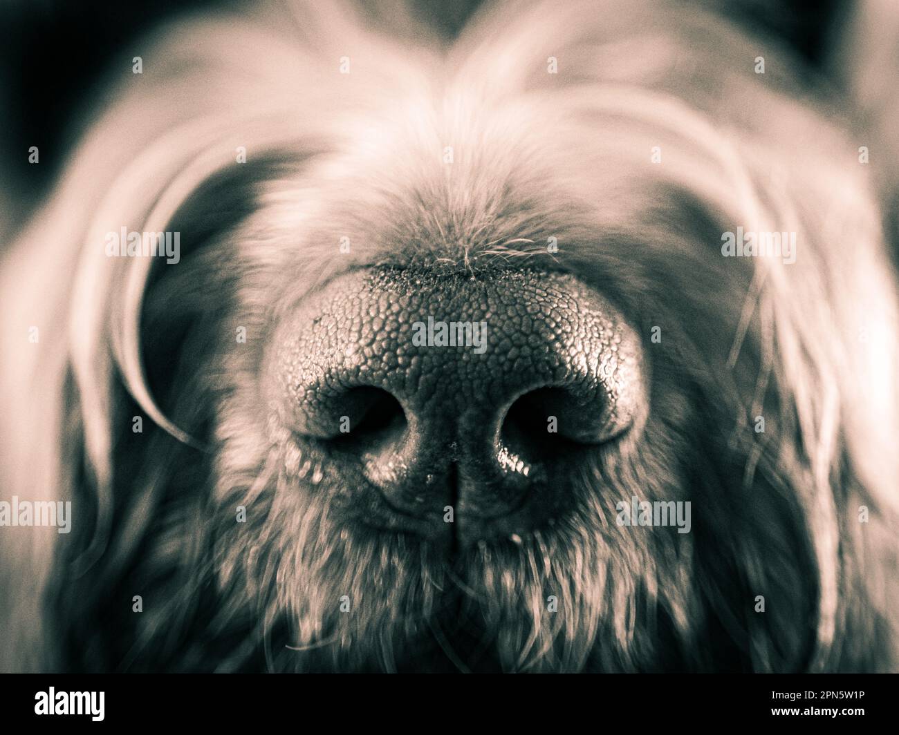 Primo piano del naso di Dog Foto Stock