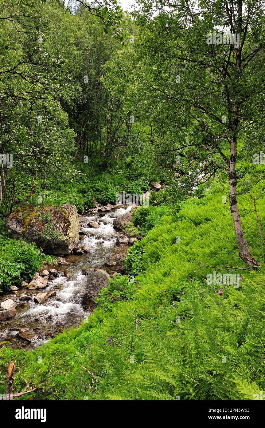 Un'alta betulla su un ripido pendio e un fiume turbolento che scorre nella pianura con un letto di pietra nella foresta nella mattina d'estate. Sarala fiume, Khakass Foto Stock
