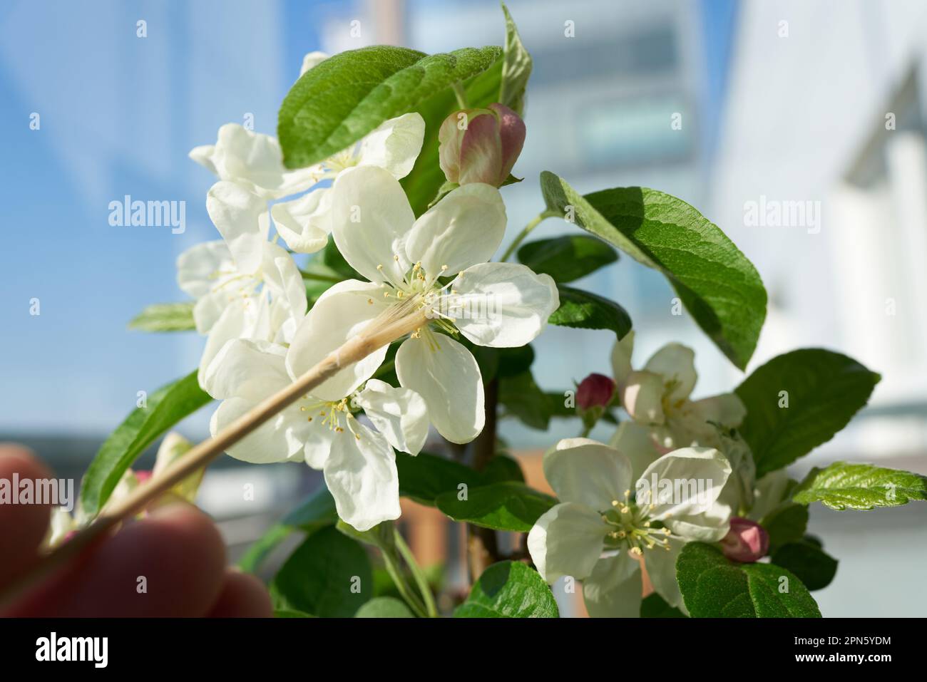 Impollinazione artificiale del fiore di un bonsai di mela Malus Evereste con un piccolo pennello Foto Stock