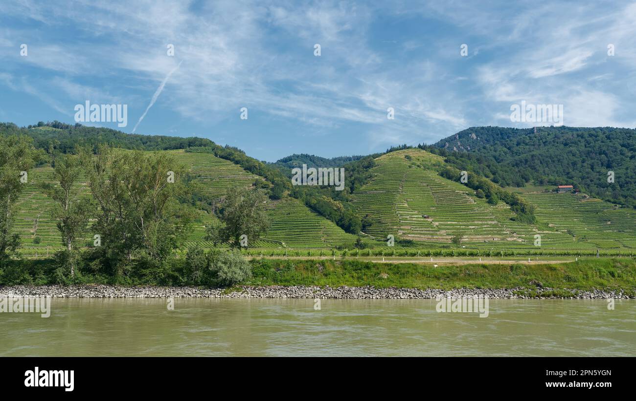 Paesaggio del Wachau sul Danubio in Austria, caratterizzato da viticoltura Foto Stock