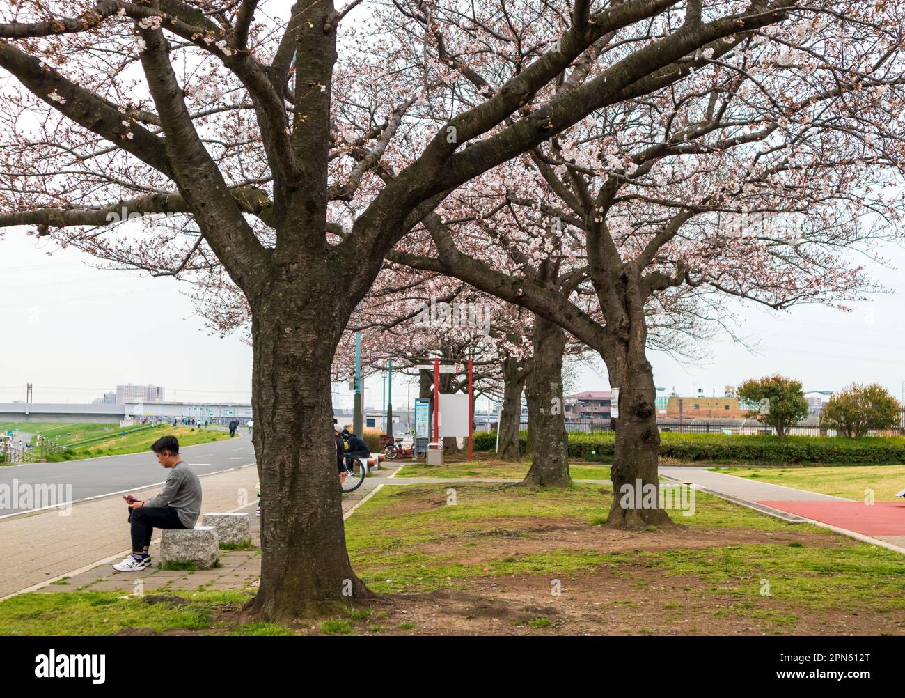 Tokyo, Giappone - 21 marzo 2023: Persone che si godono Sakura fiorisce nel Parco Shibamata sulla riva del fiume Edo a Tokyo, Giappone Foto Stock