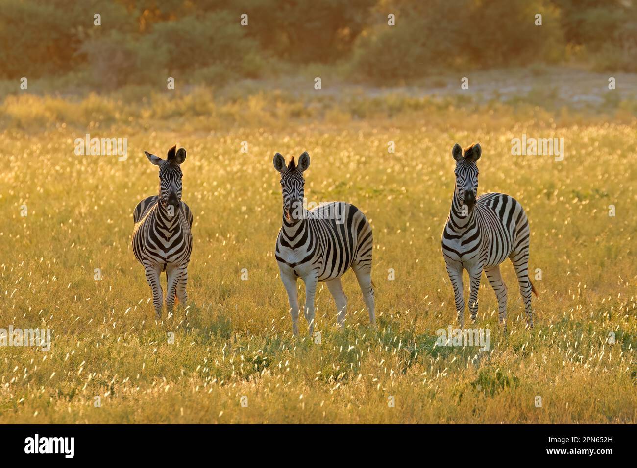 Pianure zebre (Equus burchelli) in prateria al tramonto, Sud Africa Foto Stock