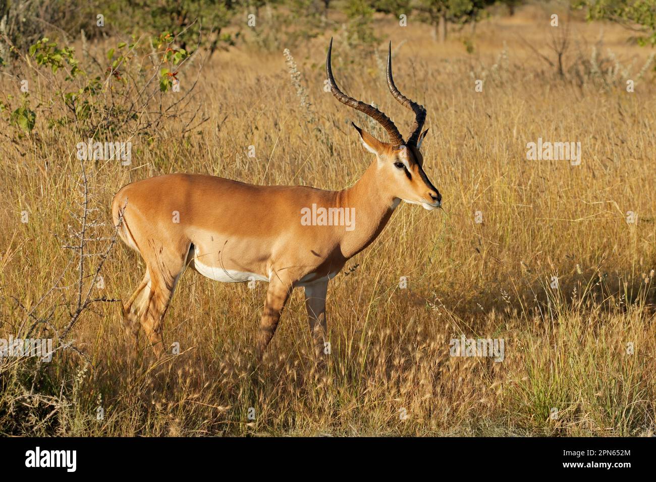 Antilope di impala maschio di faccia nera (Aepyceros melampus petersi), Parco Nazionale di Etosha, Namibia Foto Stock