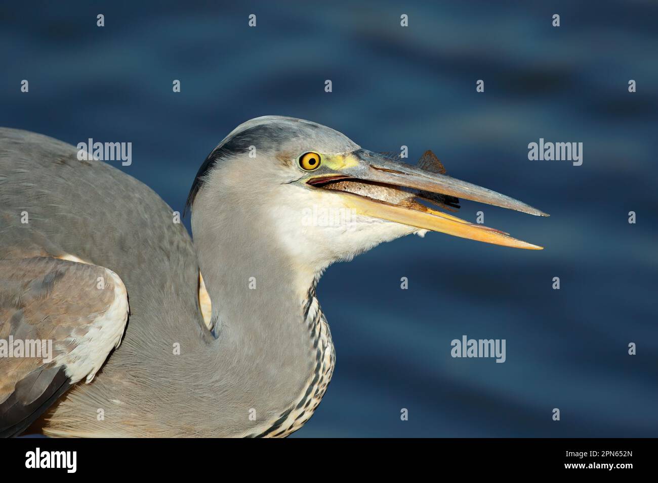 Ritratto di un airone cinerino (Ardea cinerea) inghiottire un pesce, Kruger National Park, Sud Africa Foto Stock