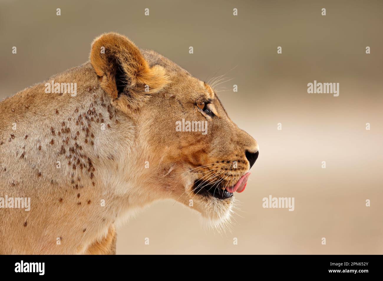 Ritratto di una leonessa africana (Panthera leo), deserto di Kalahari, Sudafrica Foto Stock