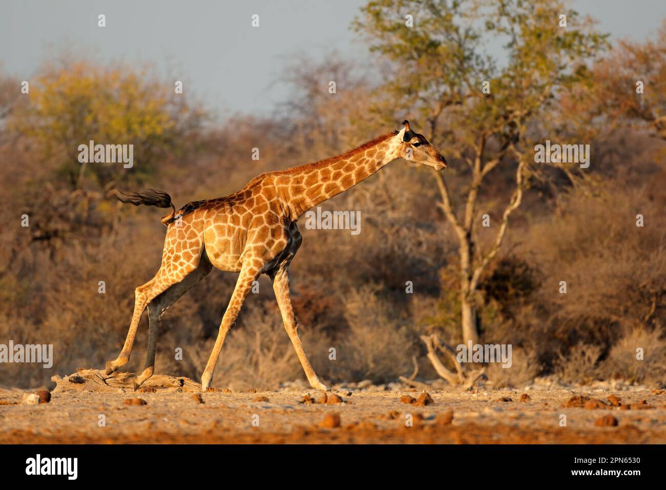 Una giraffa (Giraffa camelopardalis) che corre, Parco Nazionale di Etosha, Namibia Foto Stock