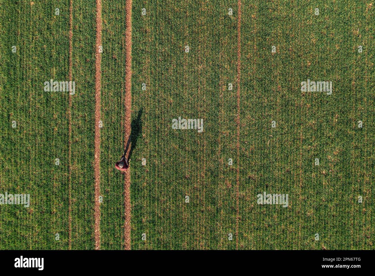 Agricoltore che utilizza il telecomando per far volare il drone agricolo e osservare il campo di grano coltivato, vista dall'alto drone pov Foto Stock