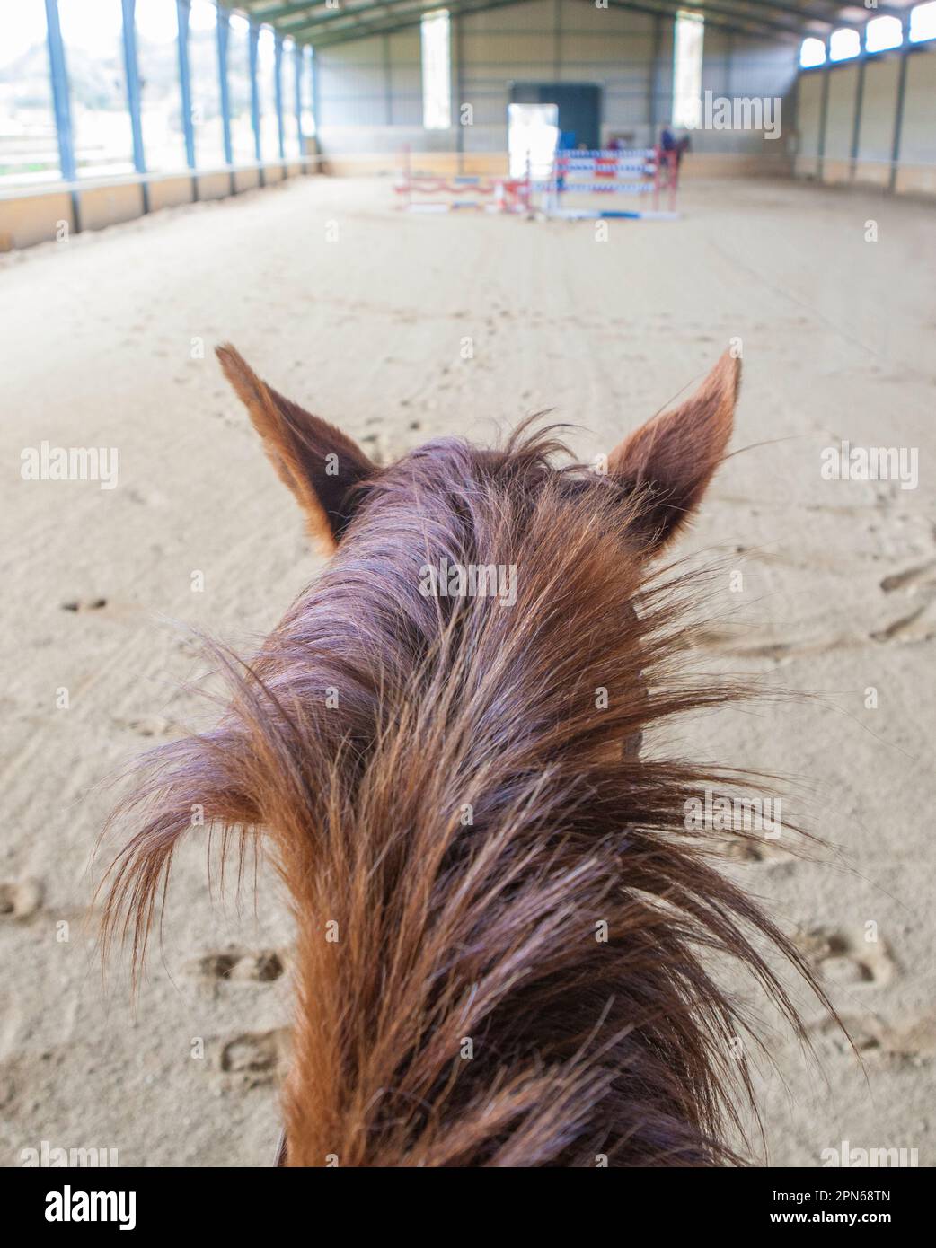 Allenamento a cavallo al corso di ostacoli al coperto. Scena vista da cavallo Foto Stock