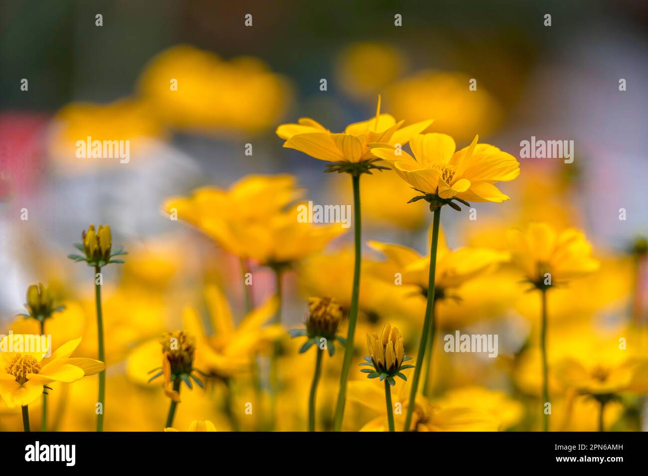 Bidens ferulifolia o Golden Nugget o Verbena Amarilla fiori gialli in giardino fiorito. Messa a fuoco selettiva Foto Stock