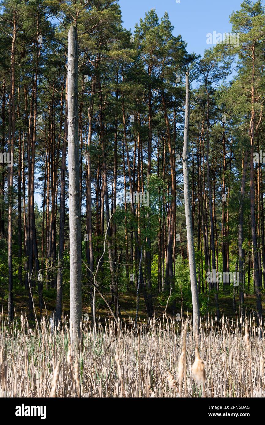 Due alberi secchi e canne nelle paludi della foresta di Kampinos, Parco Nazionale di Kampinoski, Masovia, Polonia. Foto Stock