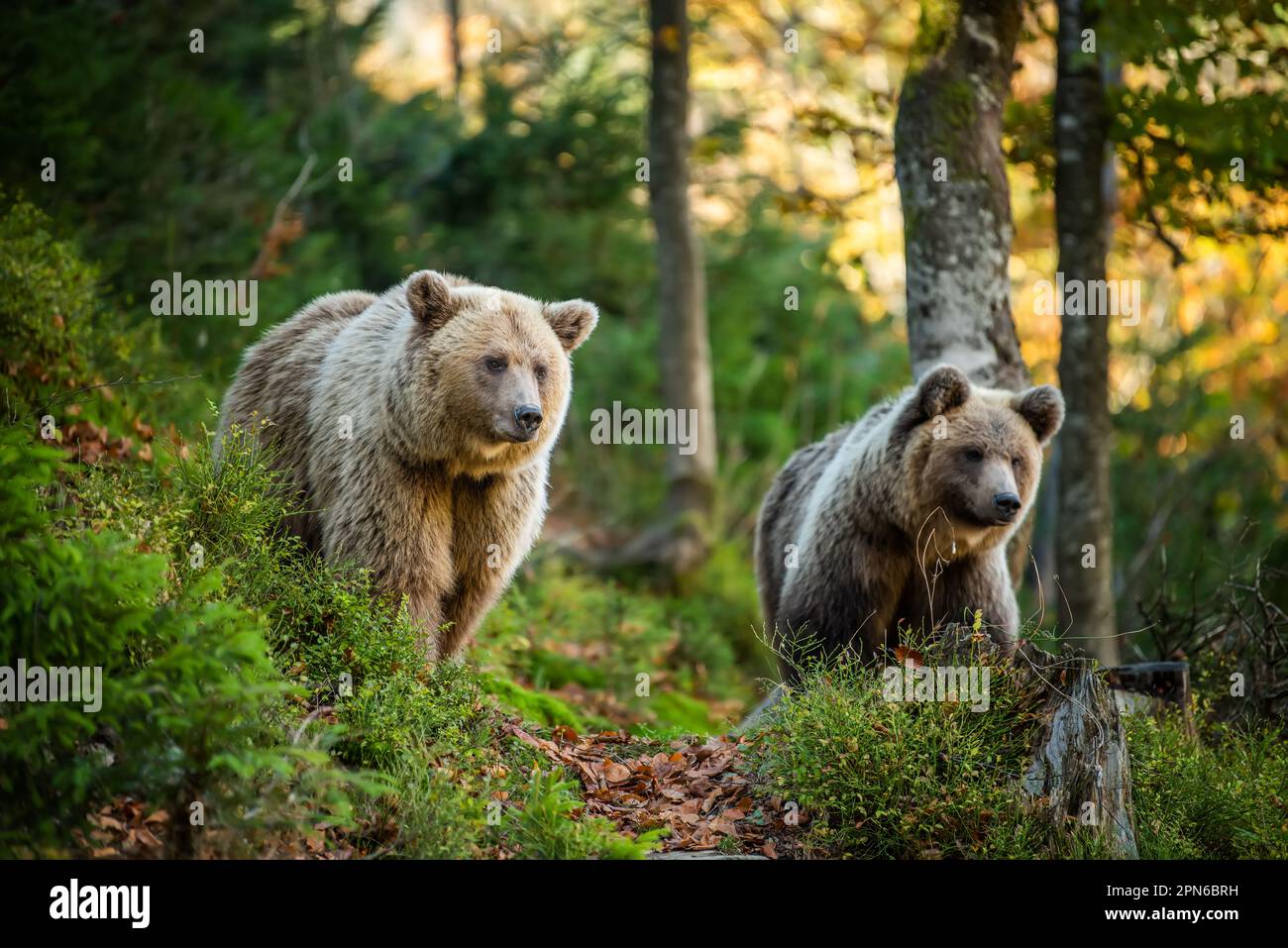 Orso bruno selvaggio (Ursus arctos) nella foresta estiva. Animale in habitat naturale. Scena della fauna selvatica Foto Stock