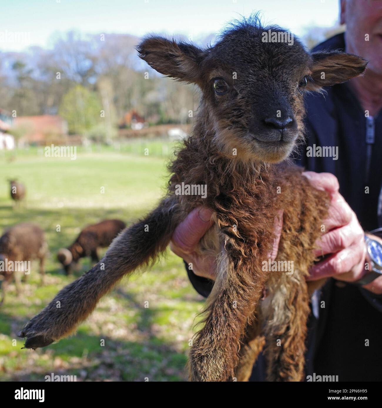 Il nuovo agnello nato è mostrato con orgoglio dal proprietario. Foto Stock