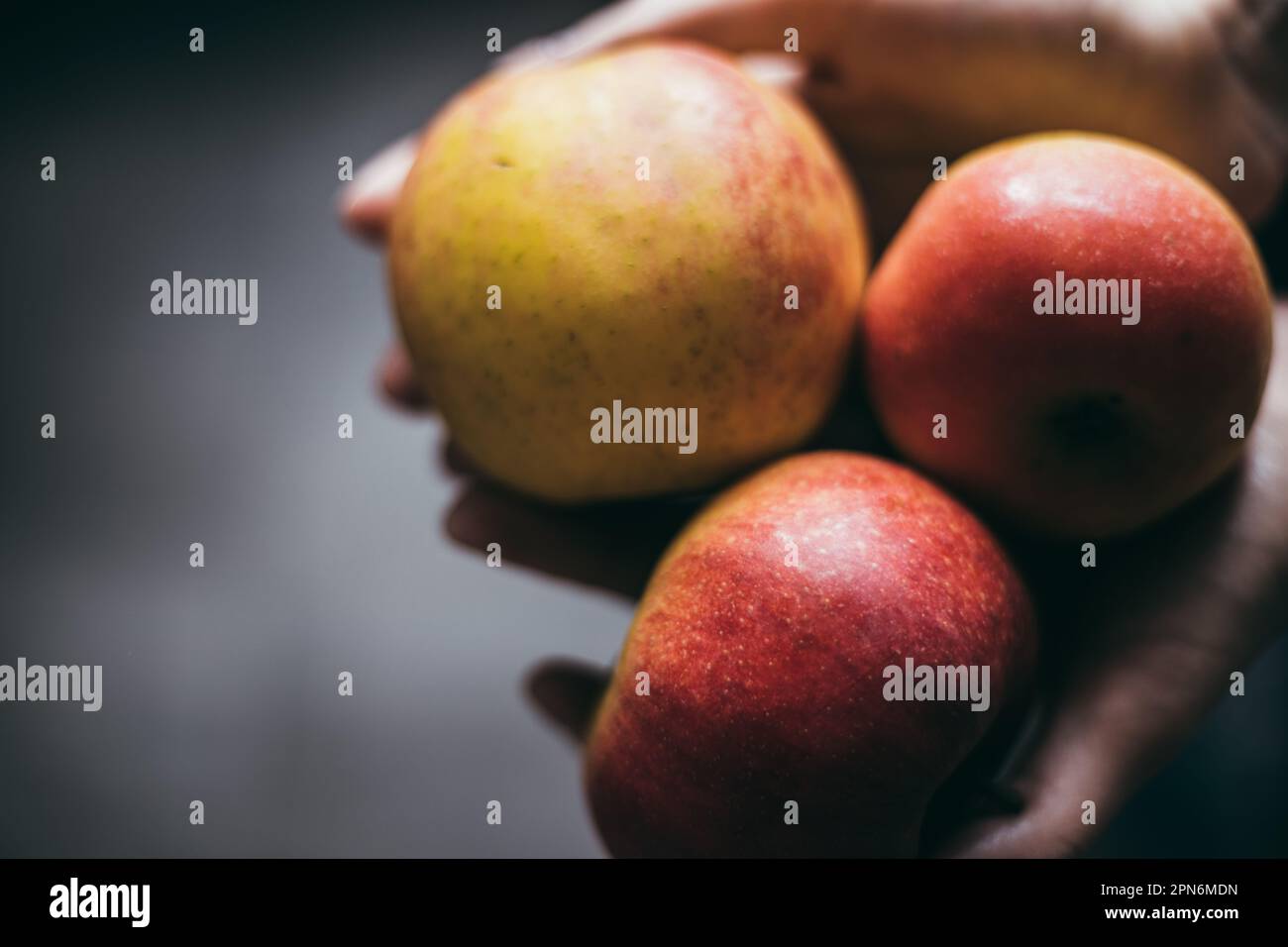 Vivaci mele giallo-rosse cullate nelle mani, simboleggiano un'agricoltura biologica ed ecologica contro uno sfondo bokeh grigio a contrasto. Foto Stock