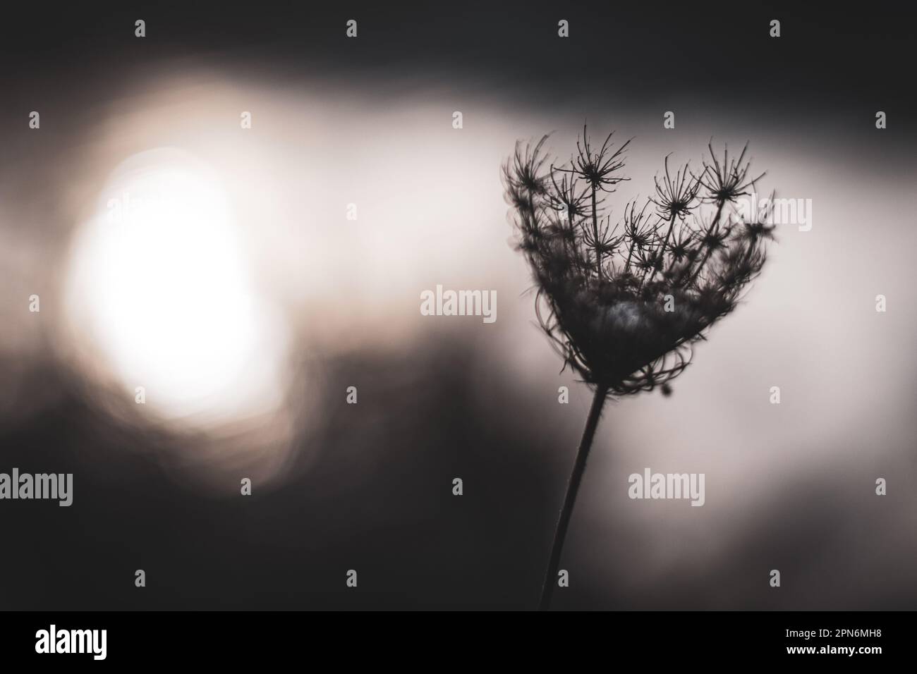 Piante secche catturate delicatamente in calda luce bokeh autunnale, evocando bellezza naturale e tranquillità in uno stile fotografico non lucido e genuino Foto Stock