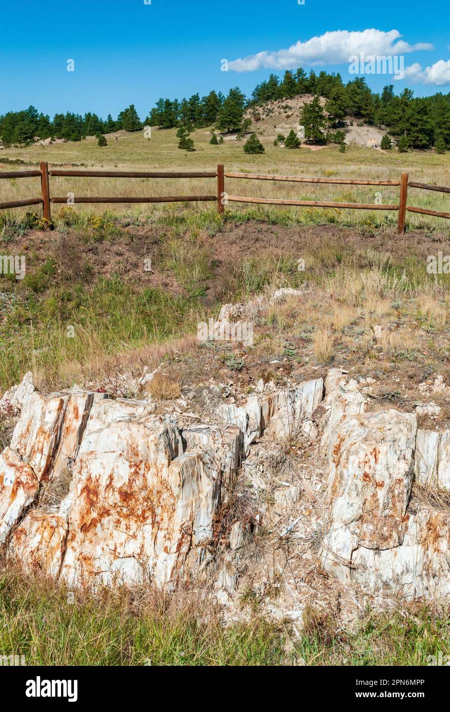 Monumento nazionale Florissant Fossil Beds in Colorado Foto Stock