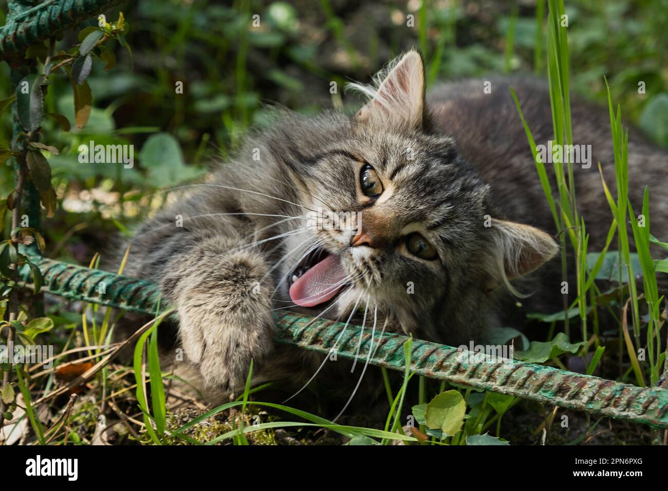 Giovane gatto a righe con occhi belli in giardino. Un ritratto in primo piano sbadigna. Il concetto di riposo, relax. Sfondo sfocato del fogliame verde. Foto Stock
